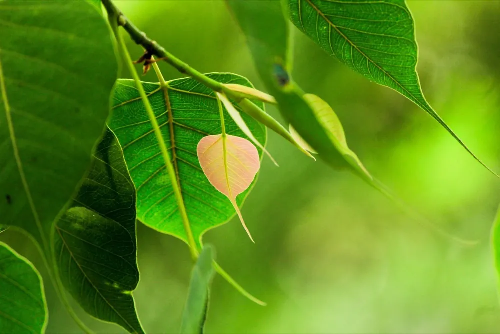 Fresh green bodhi (peepal) leaves backlit by sunlight